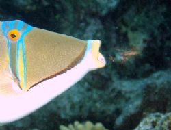 Picasso triggerfish busy eating , photo was taken at shar... by Anel Van Veelen 
